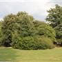 Agnes Riley Gardens