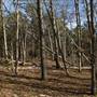 Long Island State Pine Barrens Preserve