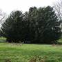 Brenchley Gardens