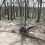 Dulwich Wood
