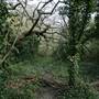 Dulwich Wood