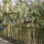 Dulwich Wood