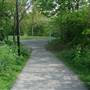 Russia Dock Woodland