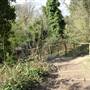 Sydenham Hill Wood