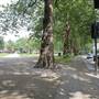 Shepherds Bush Common