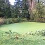 Fishponds Park