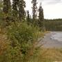 Long Lake Summer