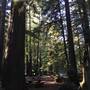 Samuel P. Taylor State Park