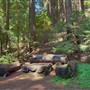 Vintage 1920's Home on 5 Forested Acres