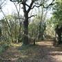 Scratchwood Nature Reserve