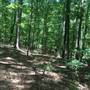 Little Mulberry Park