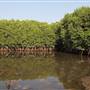 Mangrove Forest - غابة المانجروف في فرسان