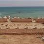 Ghummah Island  - الحصن الألماني – جزيرة قماح