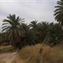 Well of Moses - عين موسى