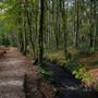 Tehidy Woods