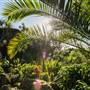 Tresco Abbey Gardens