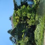 Field of Houses