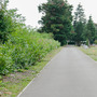 Borough Cemetery