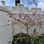 Strawberry Hill House - Exteriors