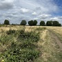 Leyton Marsh