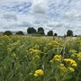 Leyton Marsh
