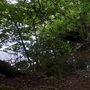 Nightingale Wood