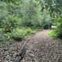 Strawberry Hill House - The Wilderness Woodland Walk