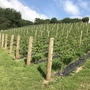 Eglarooze Vineyard