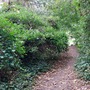 Crystal Palace Park - The Glades Woodland