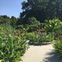 Surrey Gardens