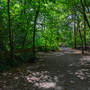 Holland Park - Woodland Area