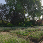 Holland House Gardens
