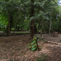 Chiswick House - Woodland