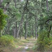 Long Island State Pine Barrens Preserve