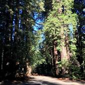 Samuel P. Taylor State Park