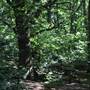Littleheath Woods