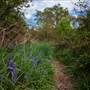 Long Lane Wood