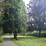 The Knoll