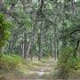 Long Island State Pine Barrens Preserve