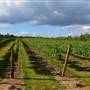Palmer Vineyard
