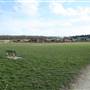 Richmal Crompton Fields