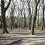 Dulwich Wood
