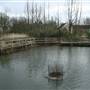 Lavender Pond