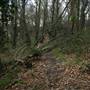 Amherst Wood Open Space