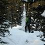 White Pass Forest