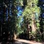 Samuel P. Taylor State Park