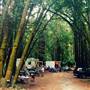 Vintage 1920's Home on 5 Forested Acres
