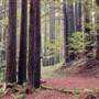 Vintage 1920's Home on 5 Forested Acres