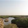 Mangrove Forest - غابة المانجروف في فرسان