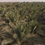 Peddy Crops & Palm Garden مزارع الرز والنخيل